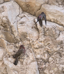 House Finches 5498